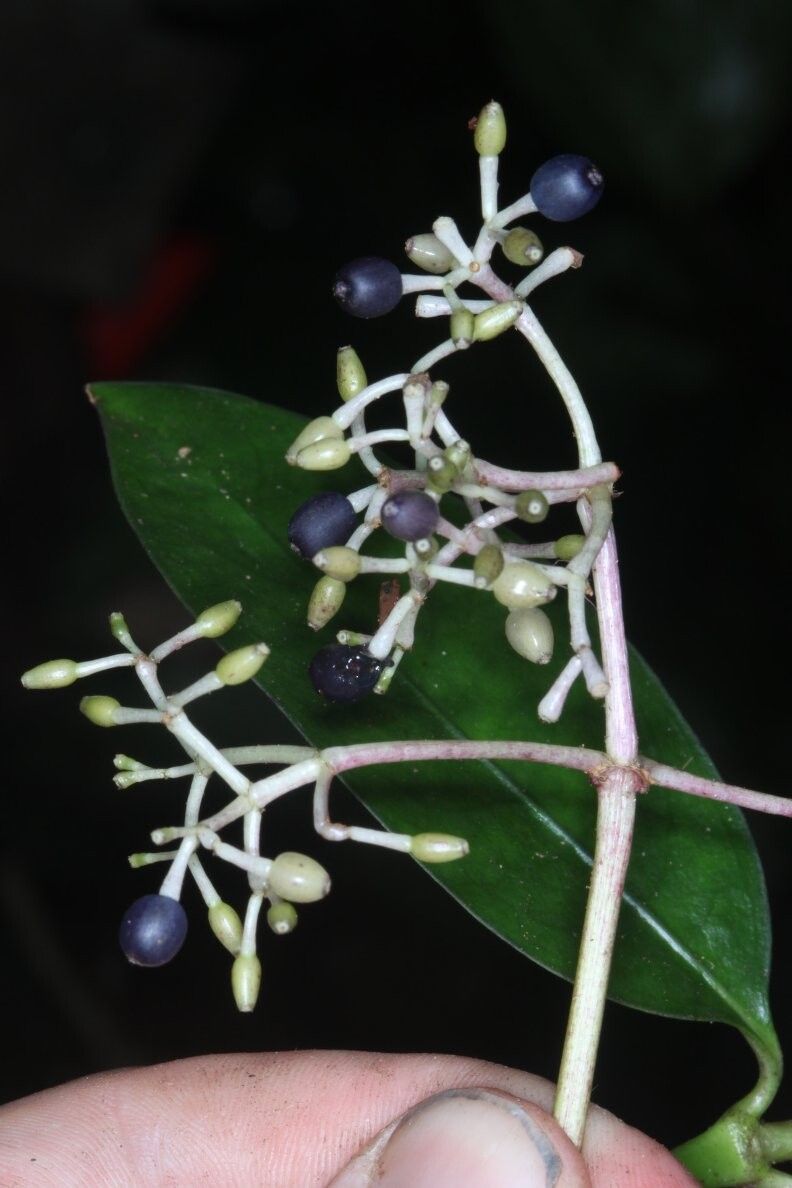 Chassalia petitiana — houseplant care guide