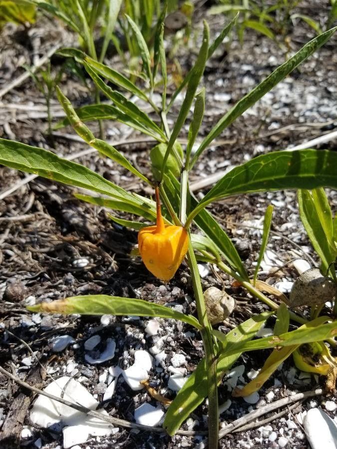 Physalis angustifolia fruit