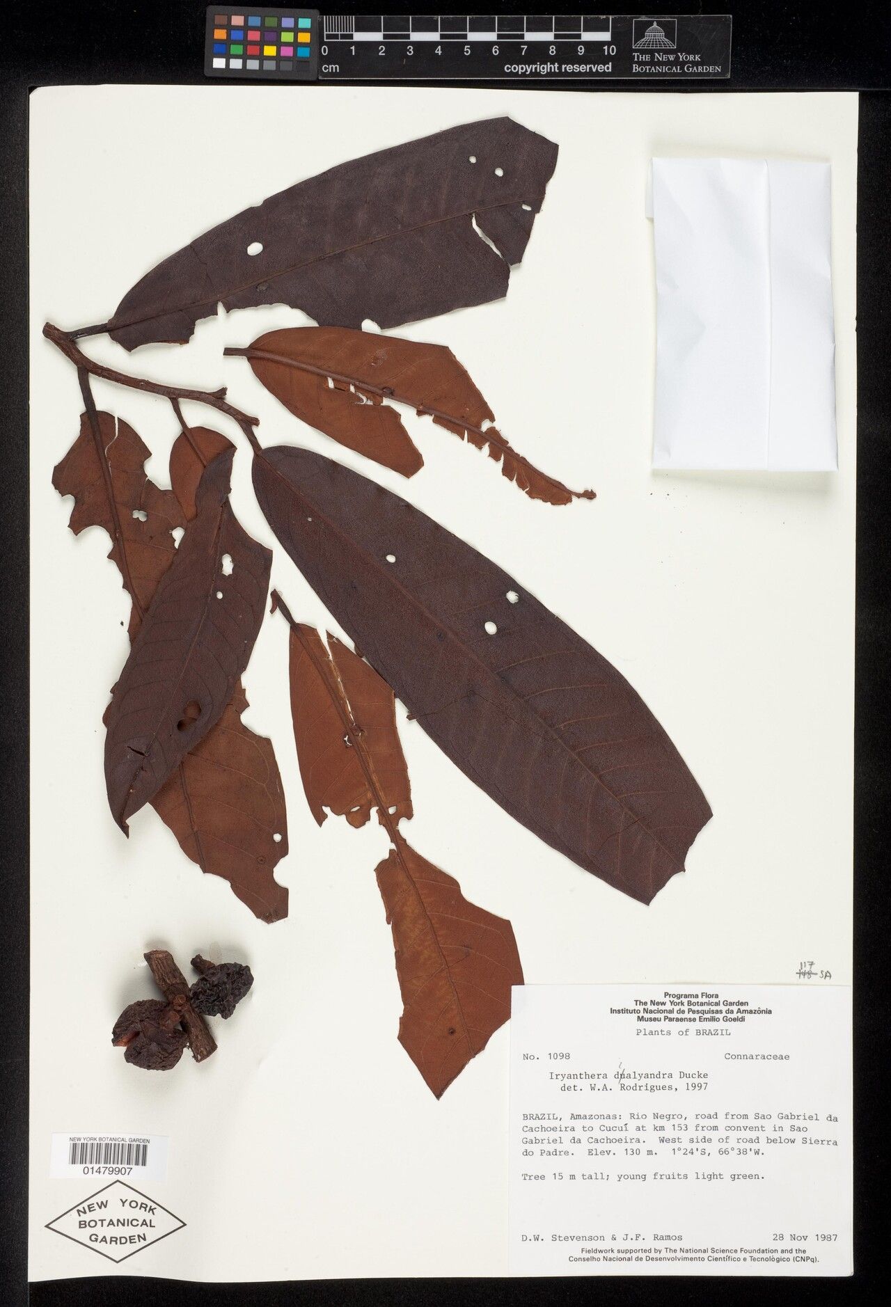 Iryanthera dialyandra — related species from the same genus