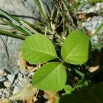 Toxicodendron rydbergii