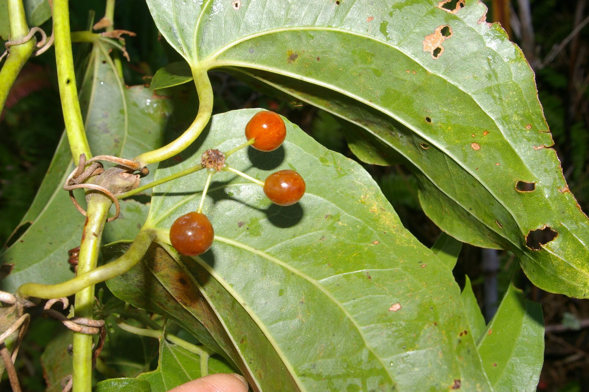 Smilax subpubescens fruit