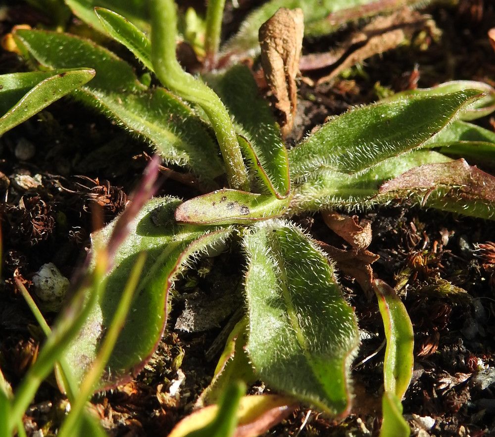 Hieracium alpinum leaf