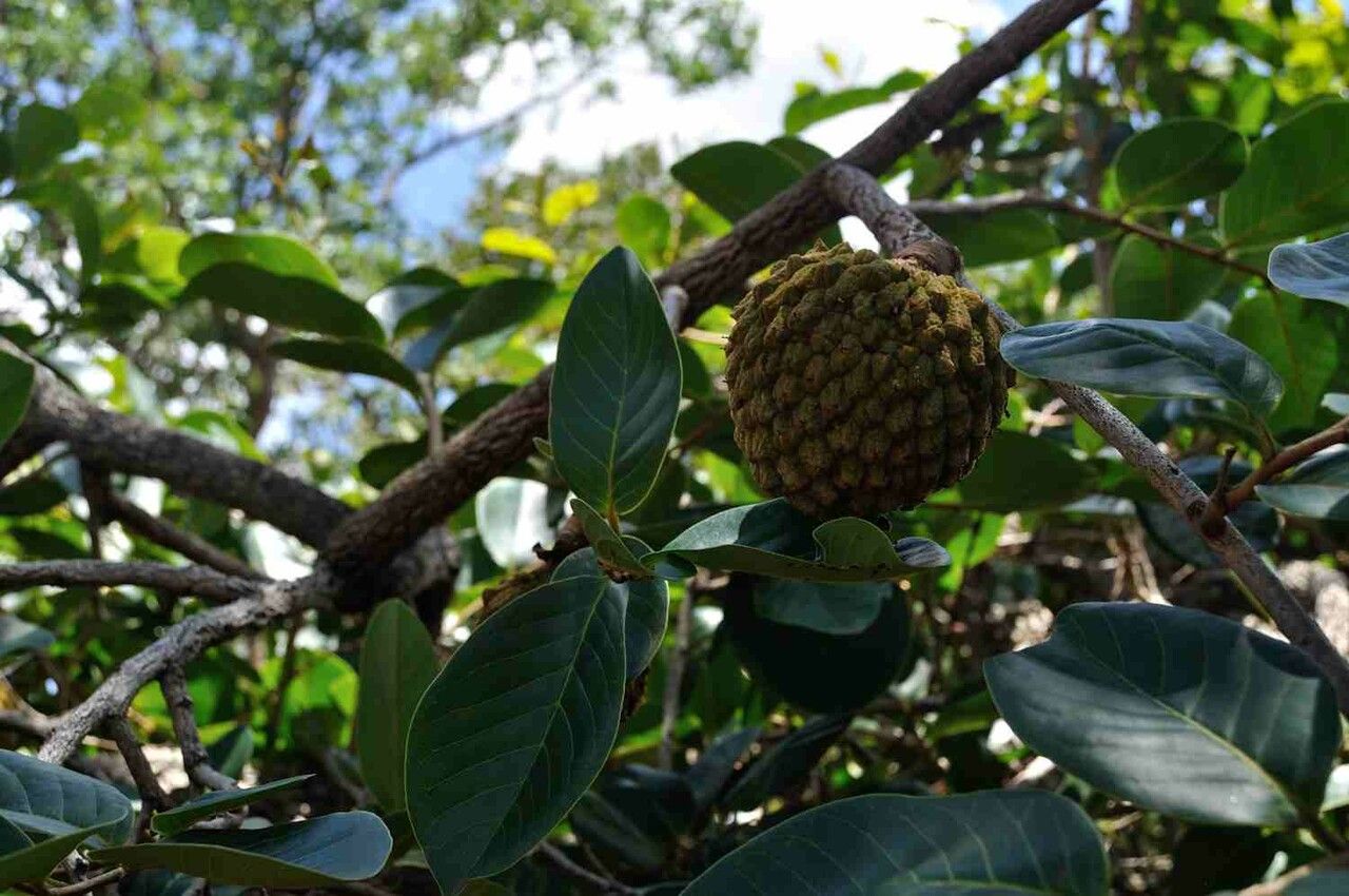 Annona crassiflora fruit