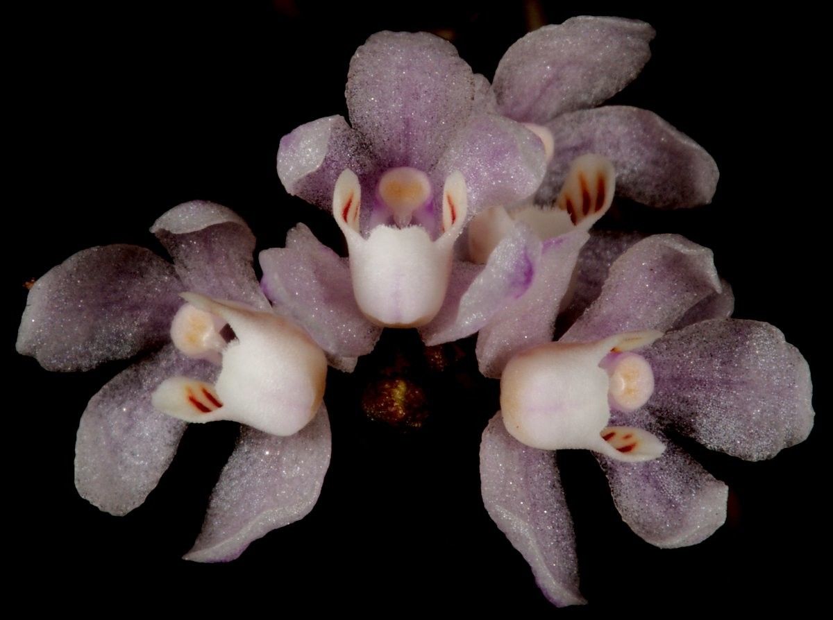 Sarcochilus rarus flower