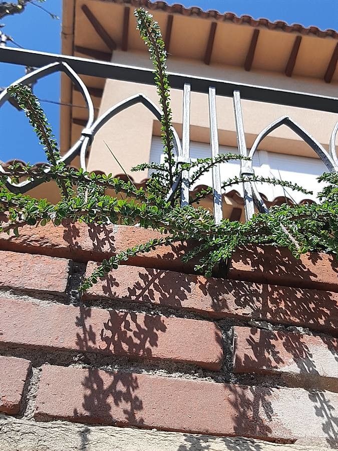 Alluaudia humbertii — related species from the same genus