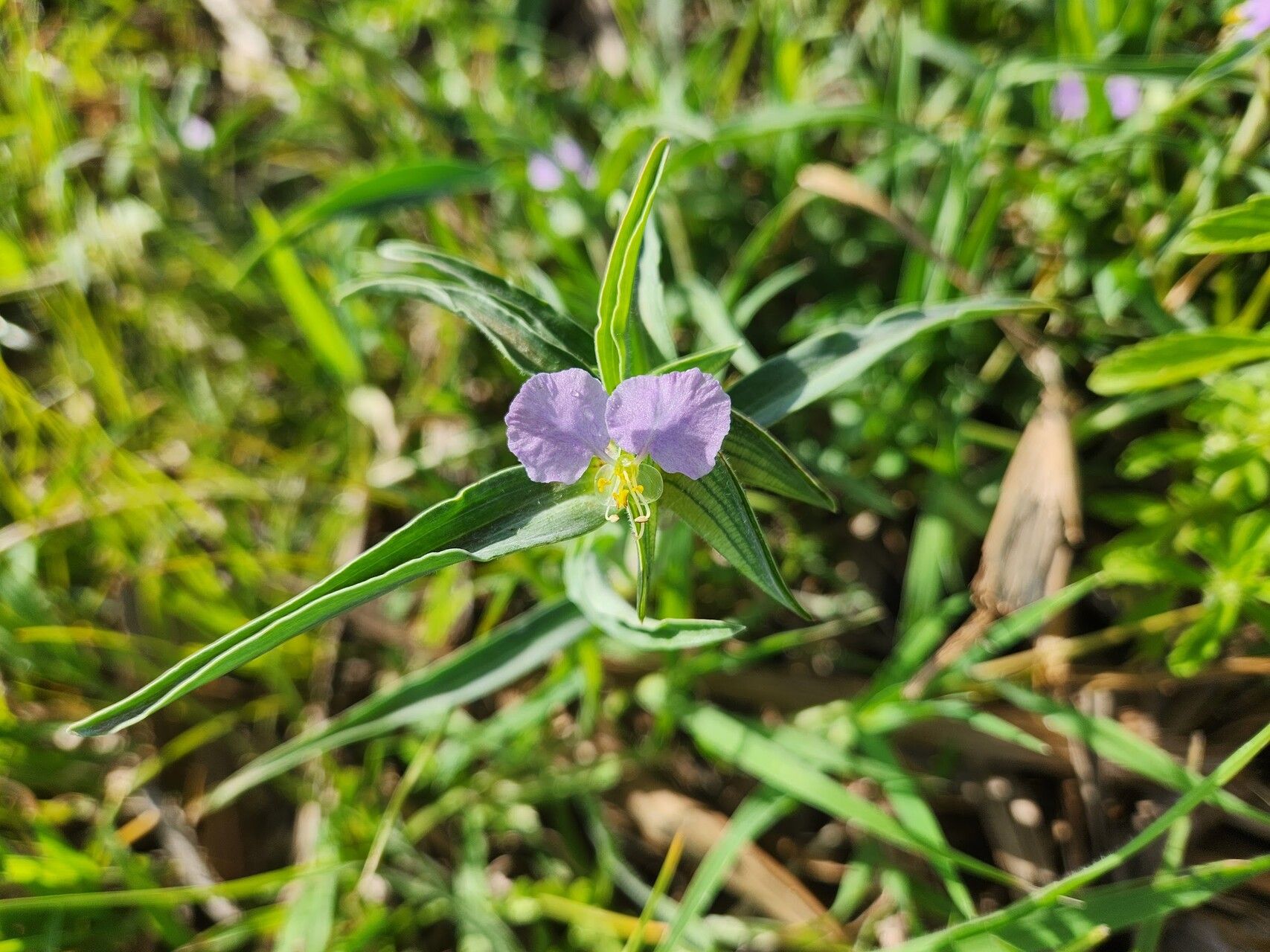 Commelina albescens flower