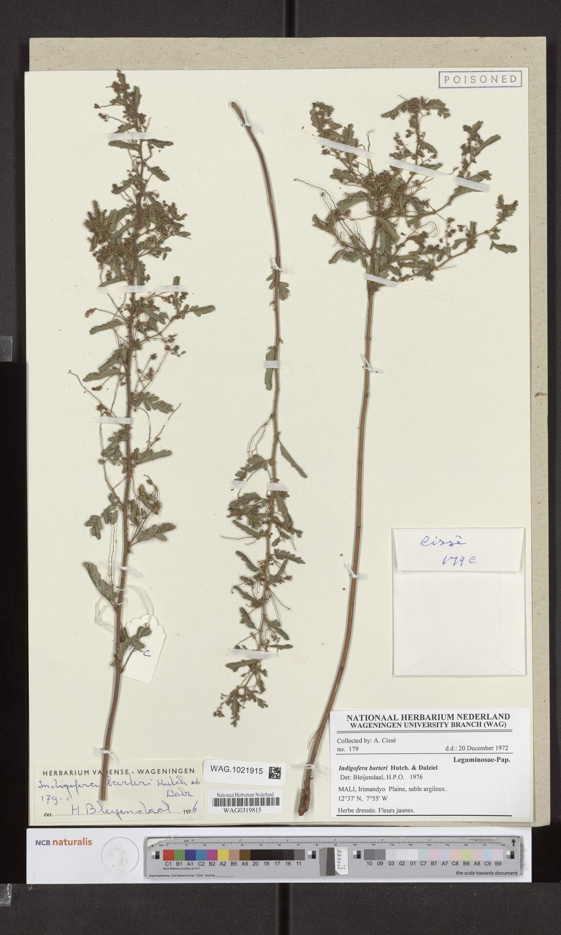 Indigofera barteri — search result for 'Indigofera'