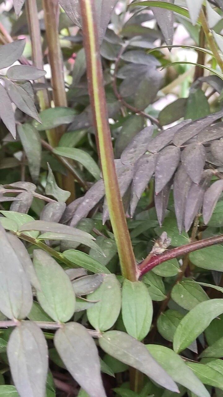 Polemonium caeruleum bark