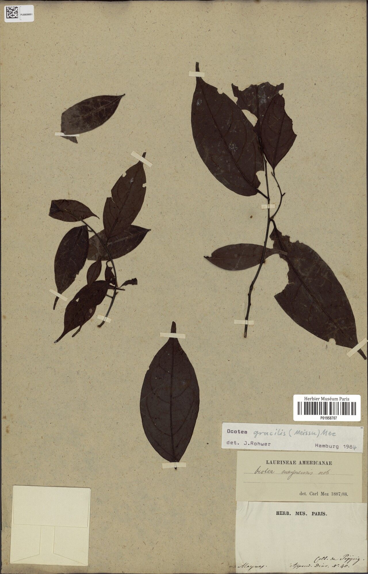 Ocotea gracilis leaf
