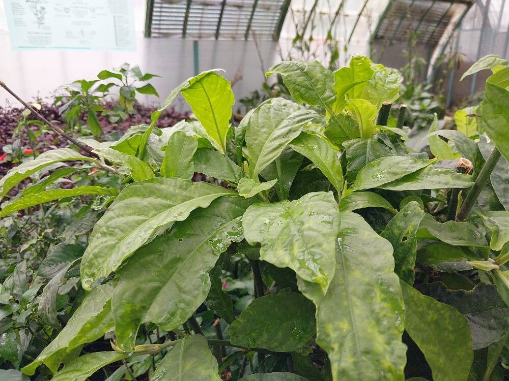 Hemigraphis sumatrensis