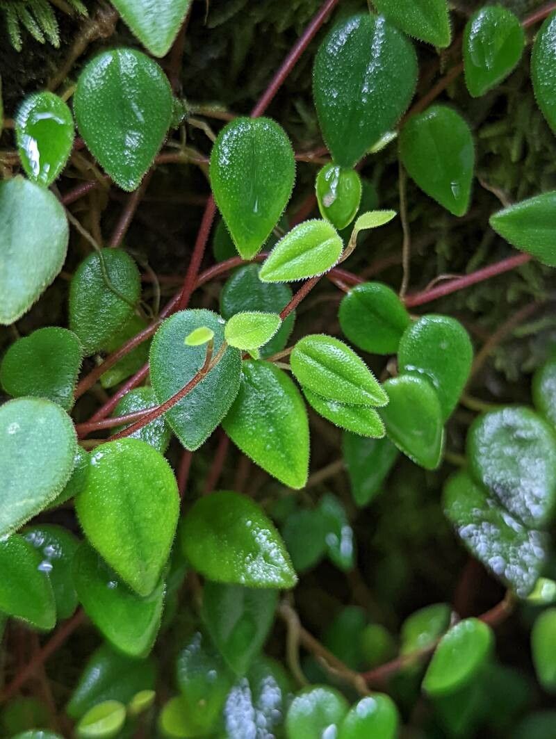 Peperomia fagerlindii leaf