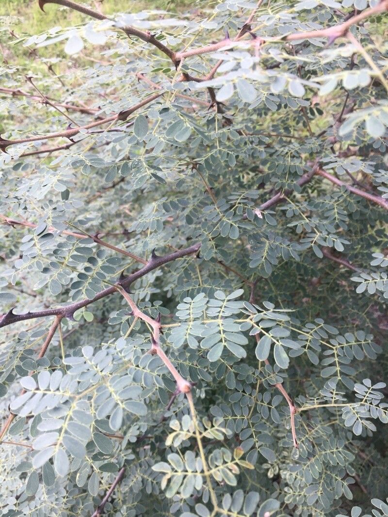 Senegalia burkei — houseplant care guide