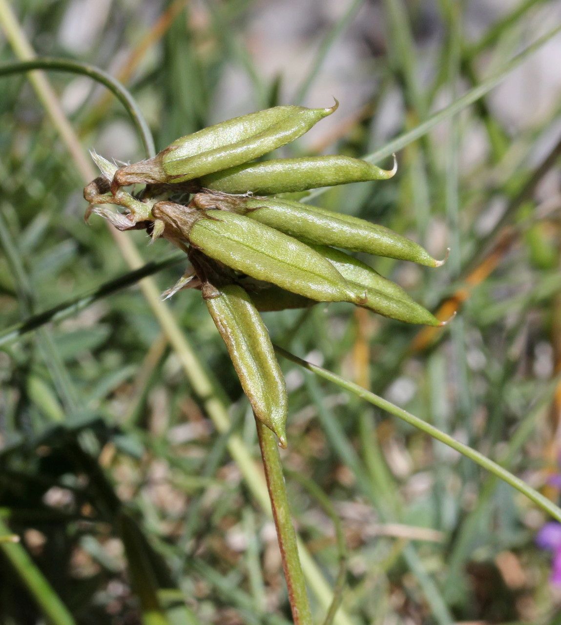 Oxytropis lapponica fruit
