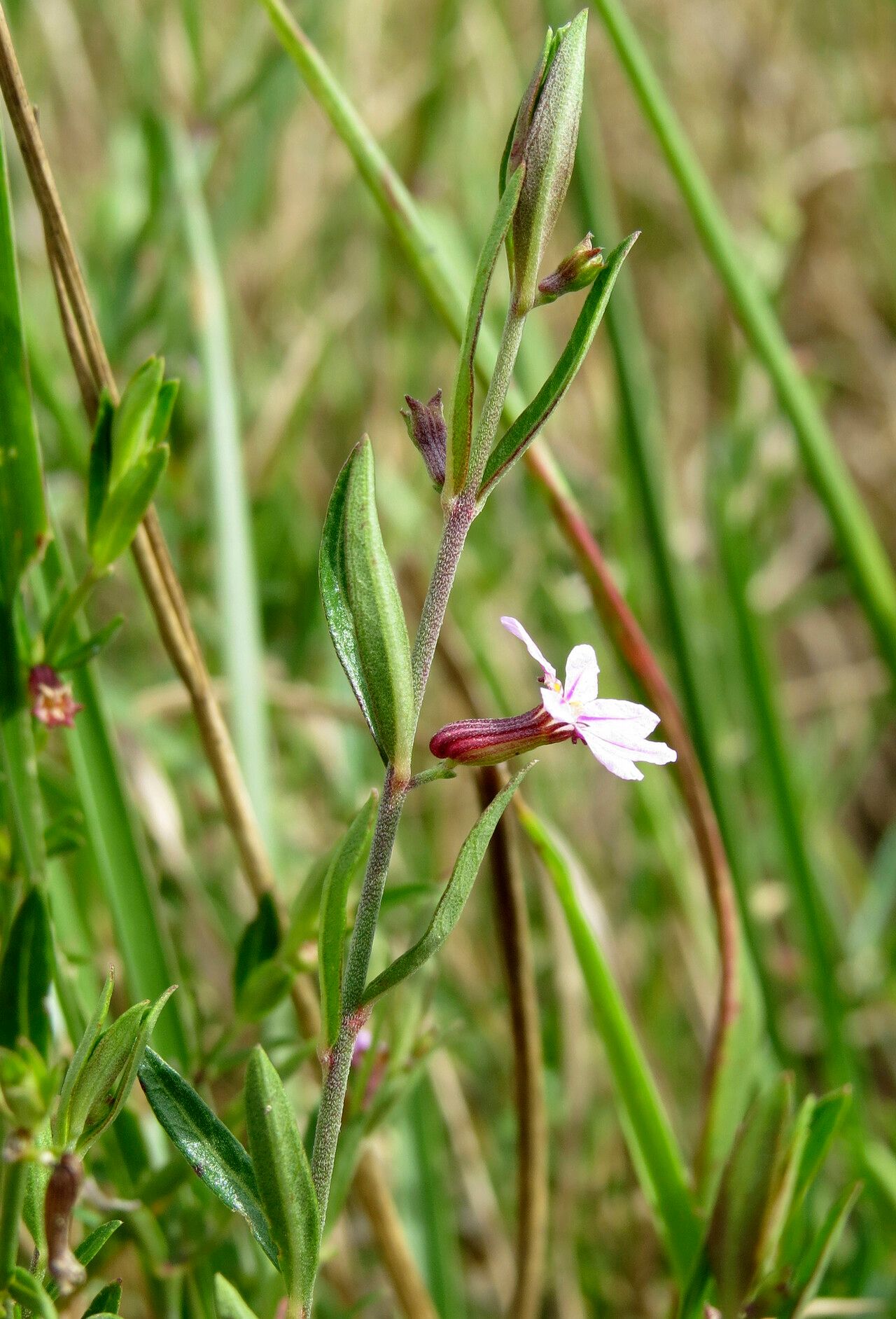 Cuphea odonellii flower