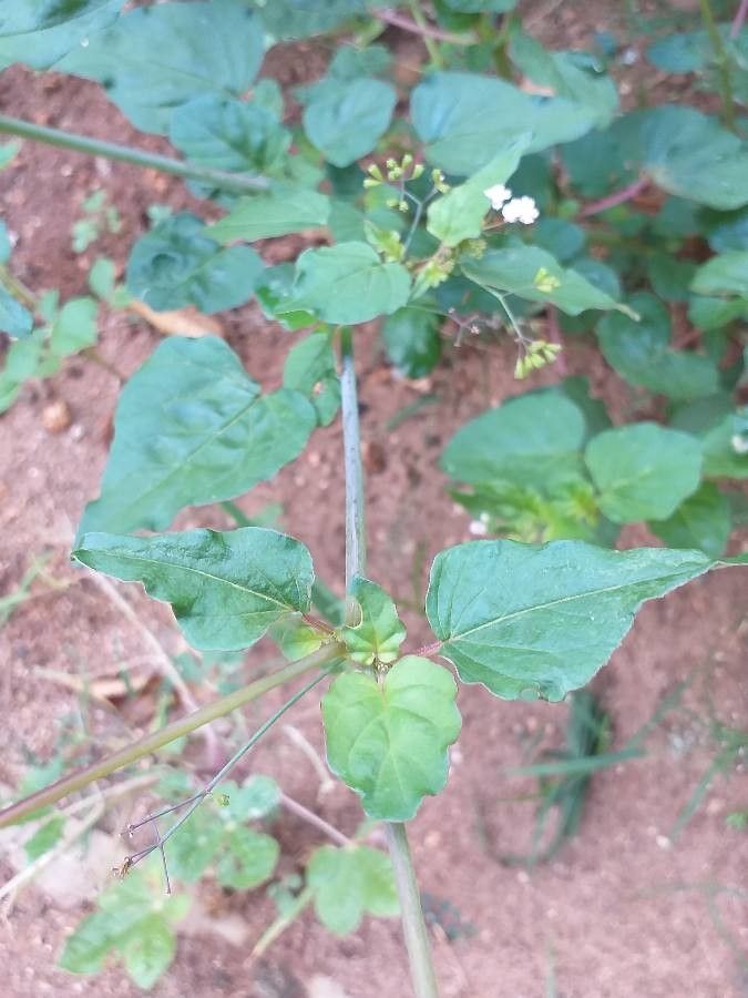 Boerhavia erecta — search result for 'Somalia'