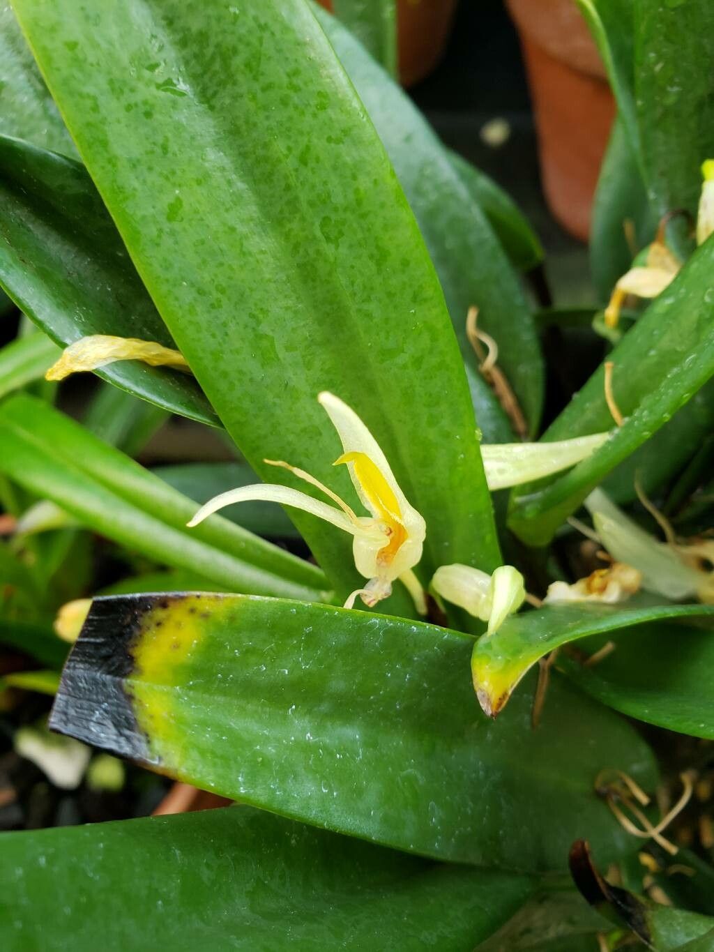 Pleurothallis saueri flower