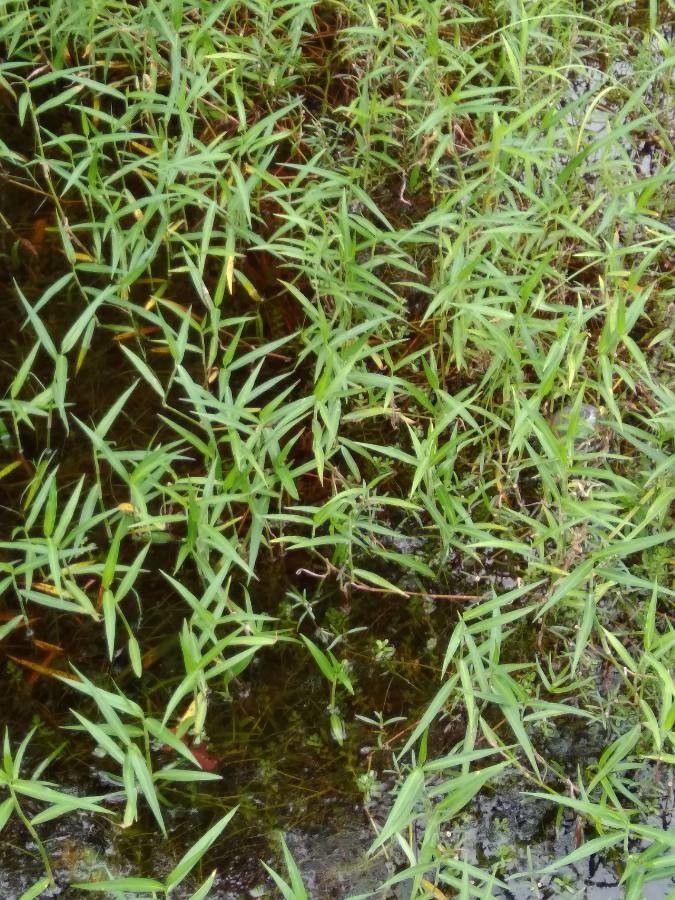 Murdannia keisak leaf