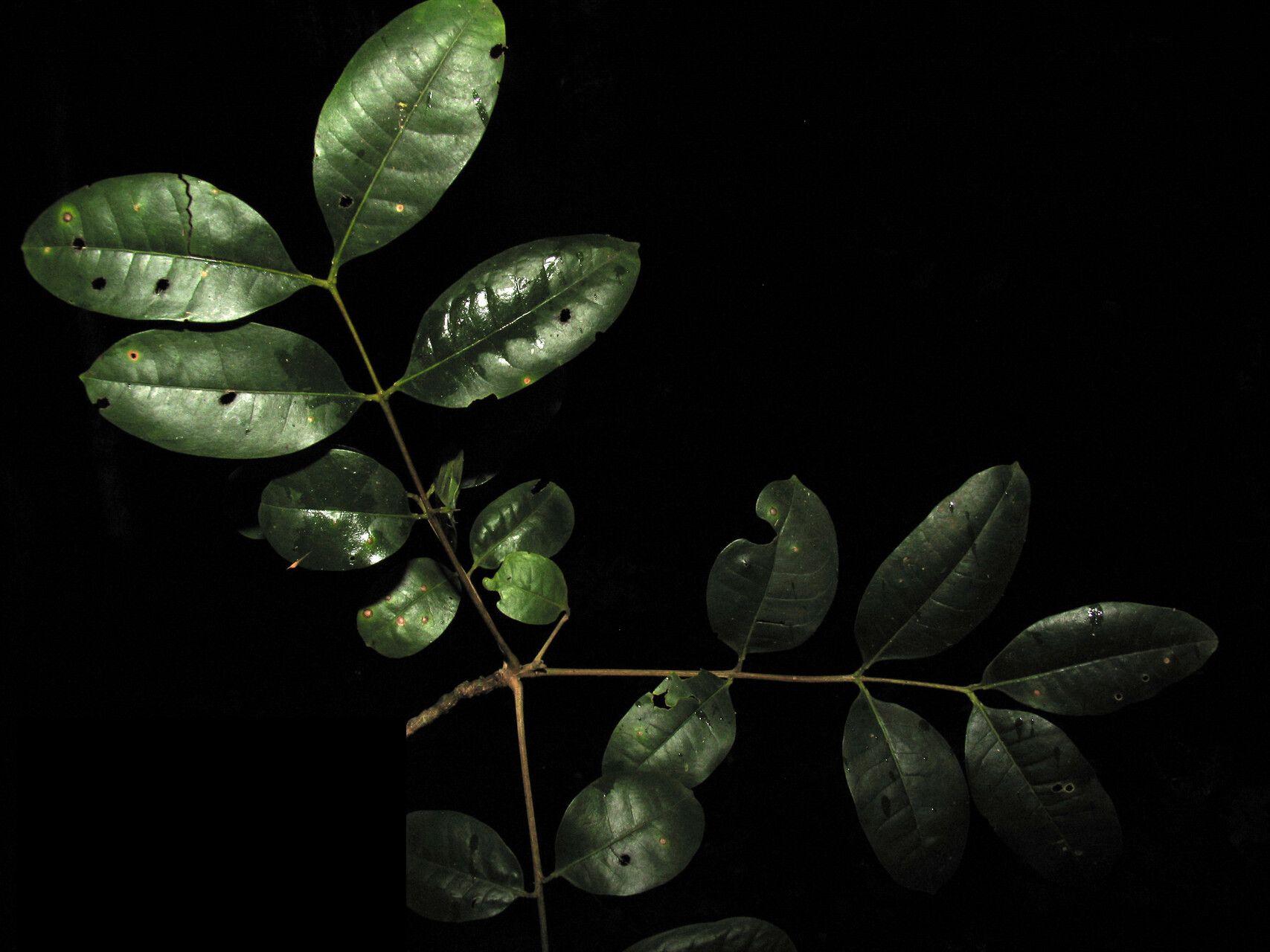 Zanthoxylum paulae — houseplant care guide