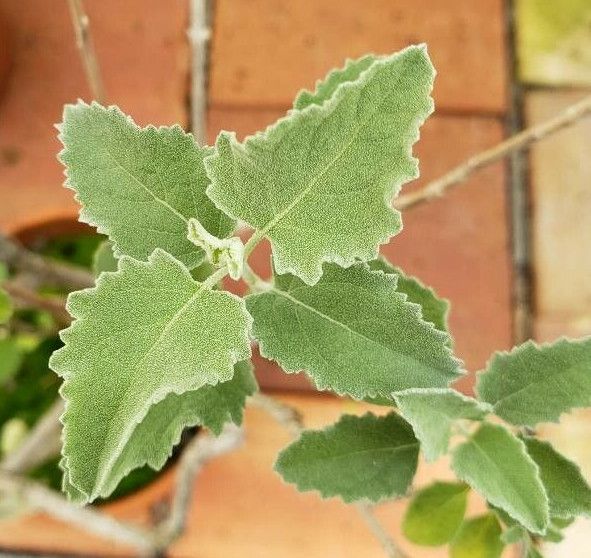 Hyptis emoryi — houseplant care guide