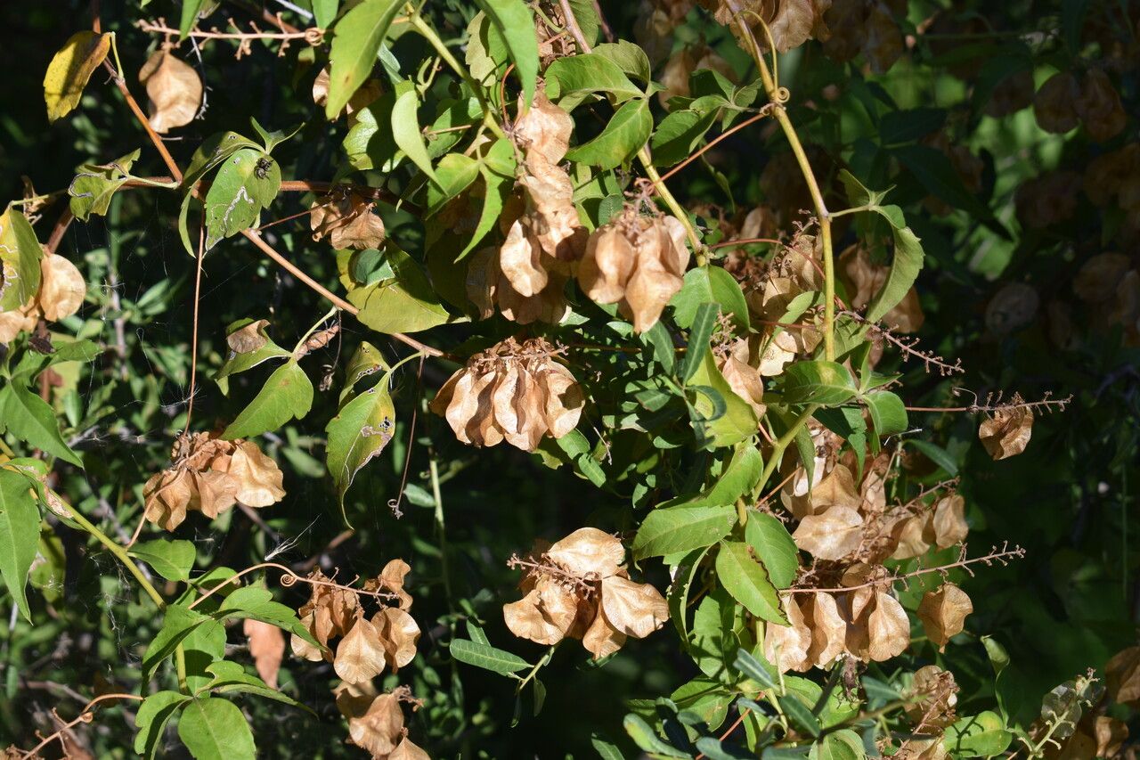 Urvillea uniloba habit