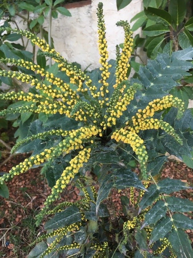Mahonia x media flower