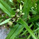 Tradescantia virginiana