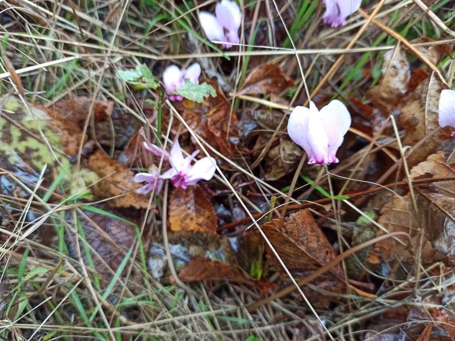 Cyclamen cilicium flower