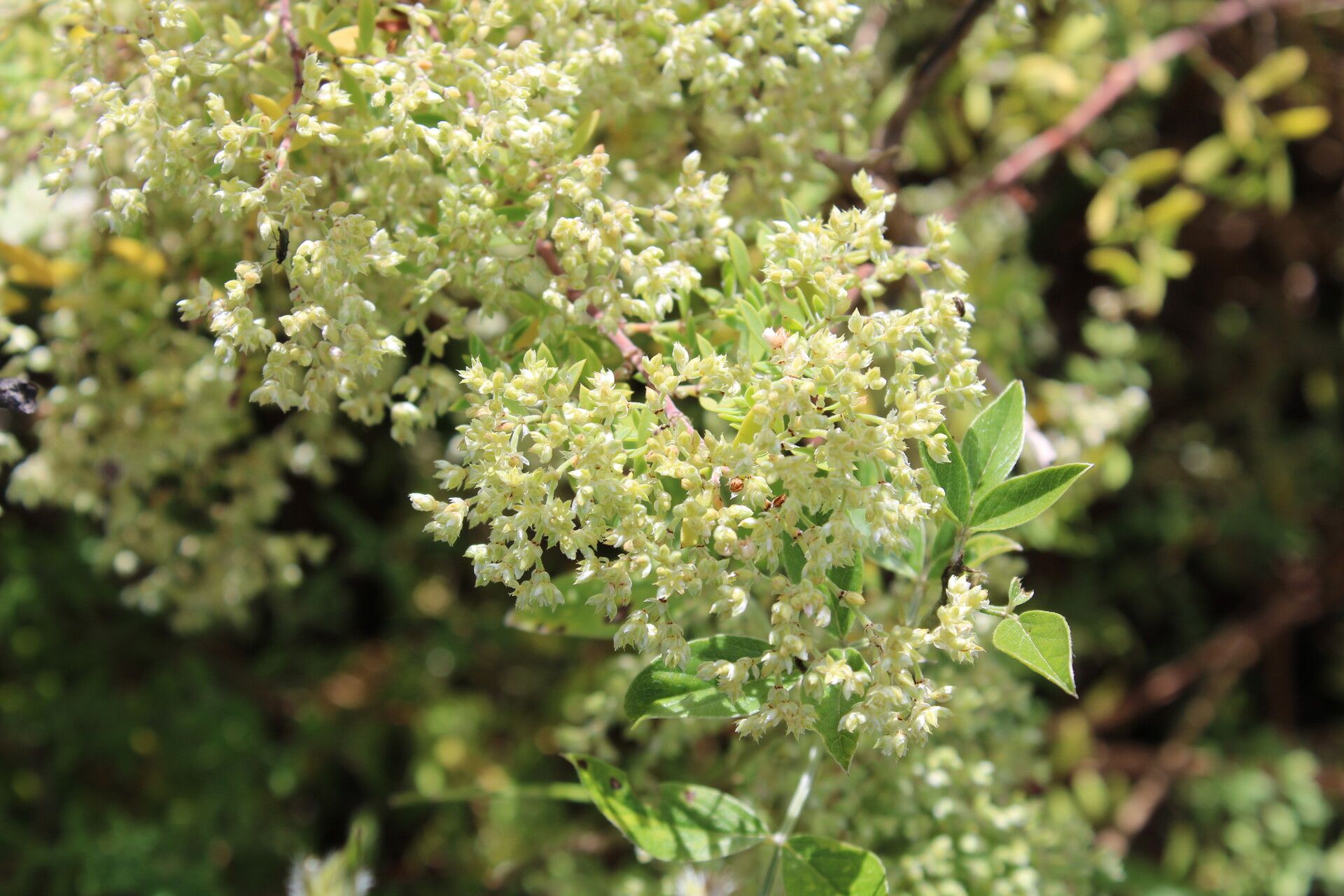 Paronychia canariensis fruit