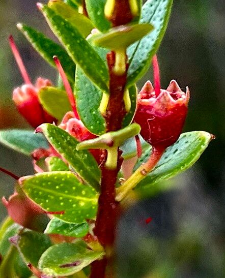 Metrosideros stipularis flower