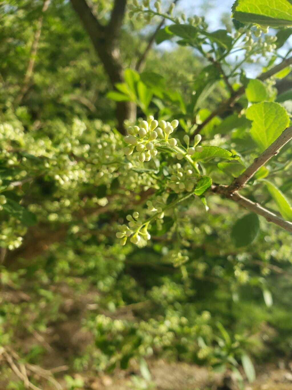 Symplocos paniculata flower