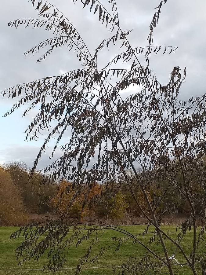 Salix × pendulina habit