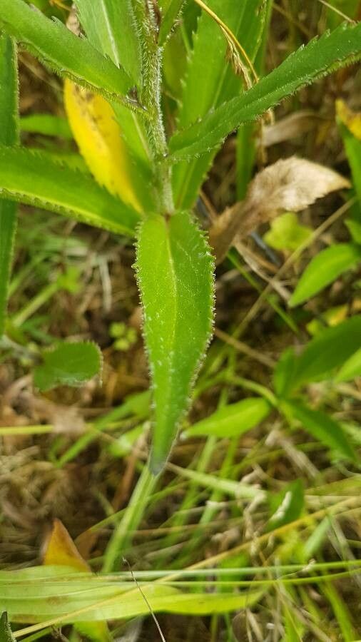 Leucanthemum heterophyllum leaf