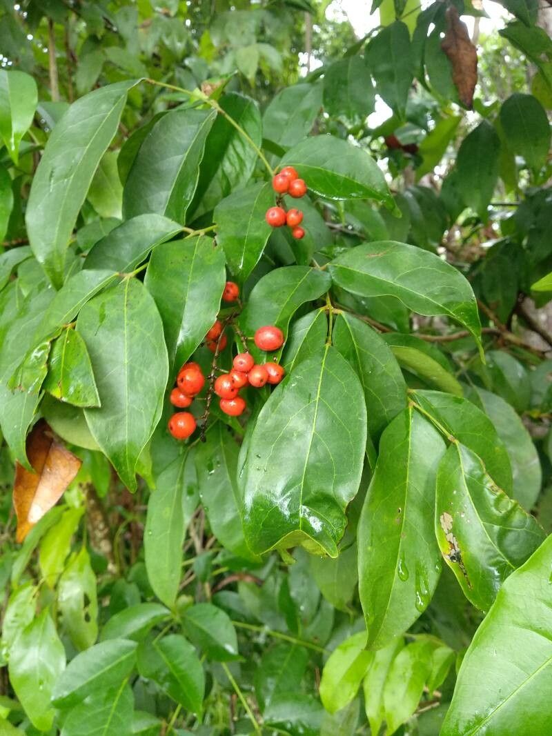 Picramnia pentandra fruit