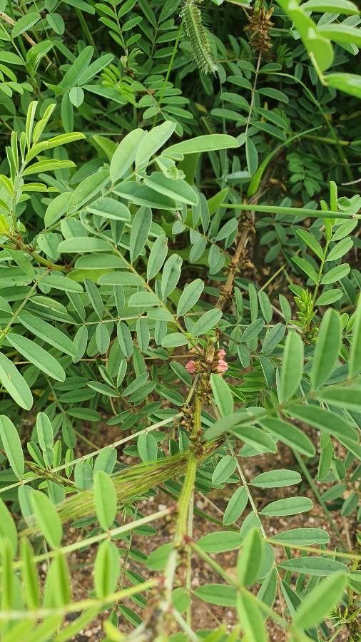Indigofera arrecta flower