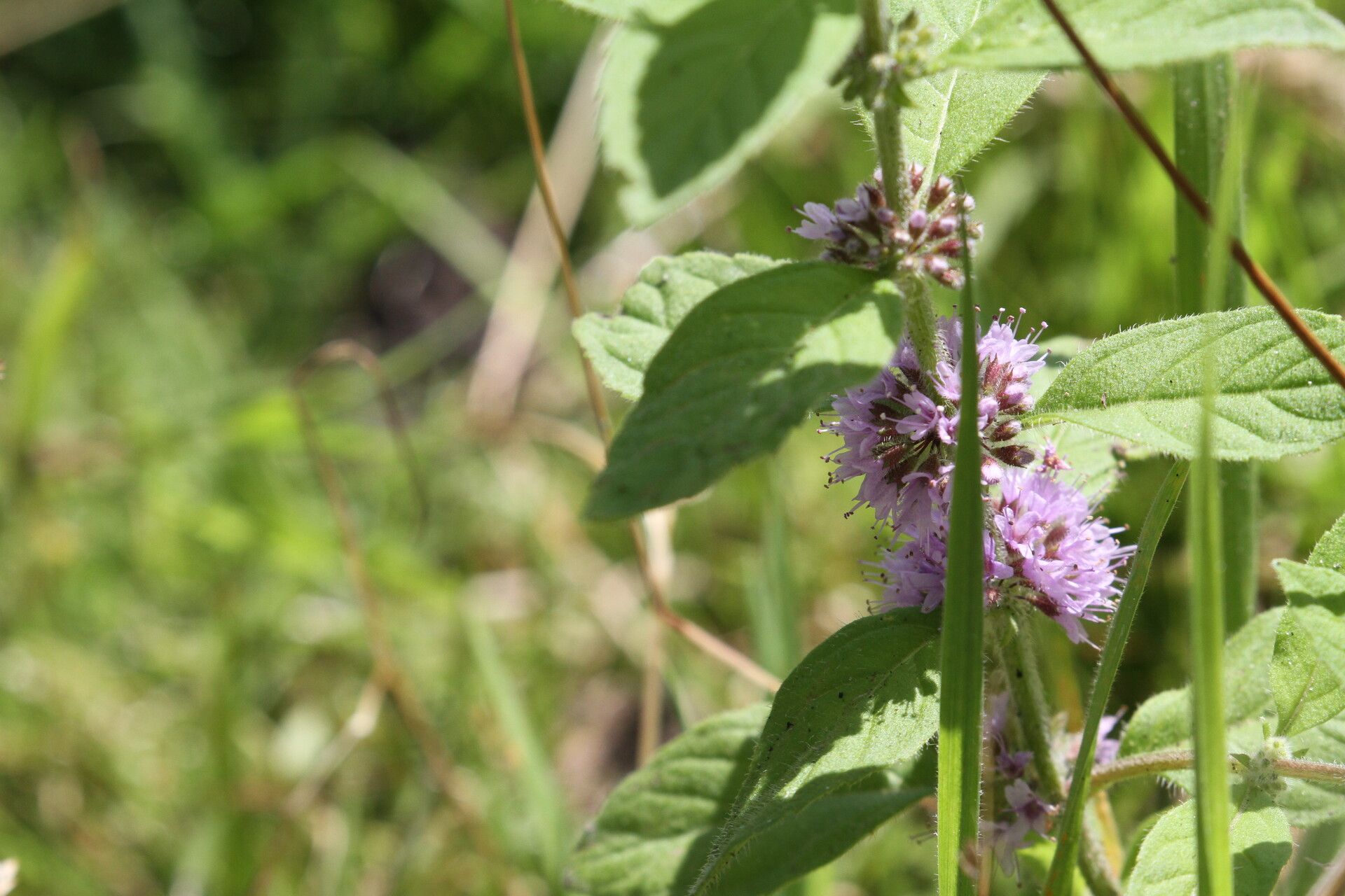 Mentha × verticillata — houseplant care guide