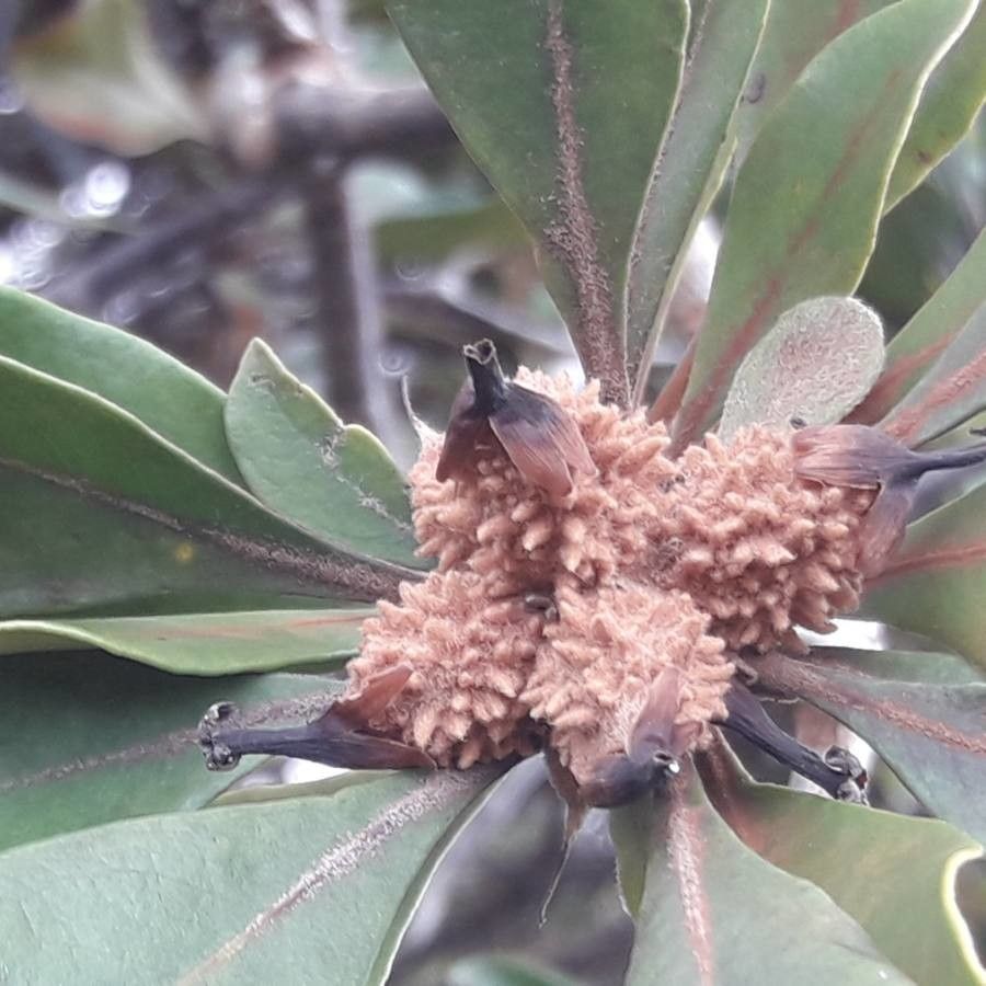 Pittosporum echinatum fruit