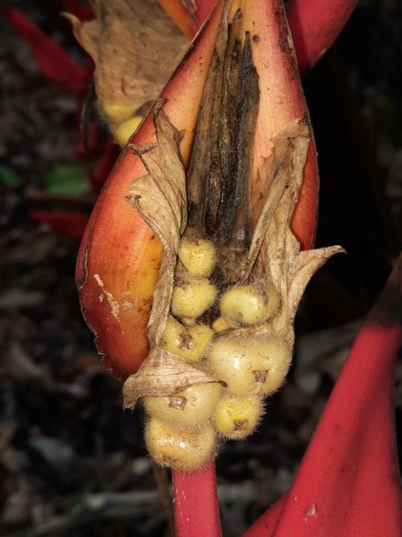 Heliconia trichocarpa fruit