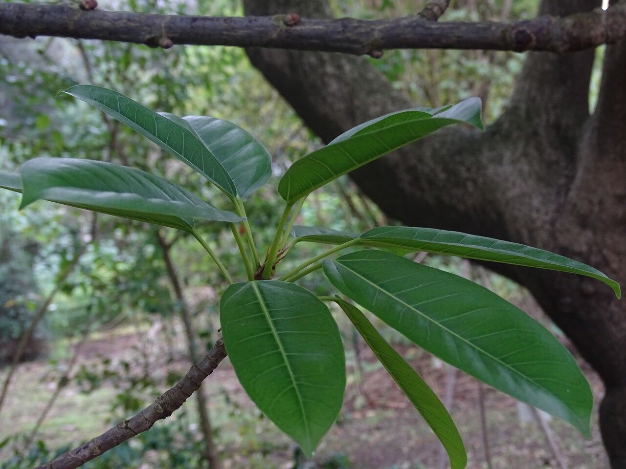 Ficus subpisocarpa — houseplant care guide