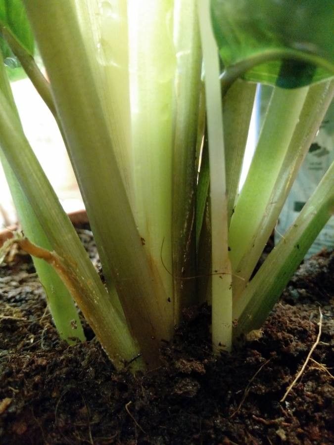 Calathea louisae bark