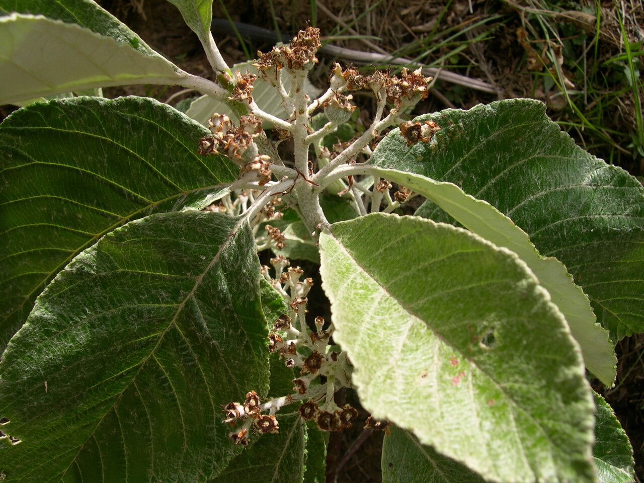 Sorbus sharmae habit