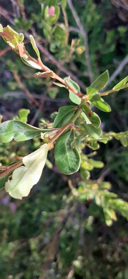 Crowea exalata — search result for 'Rutaceae'