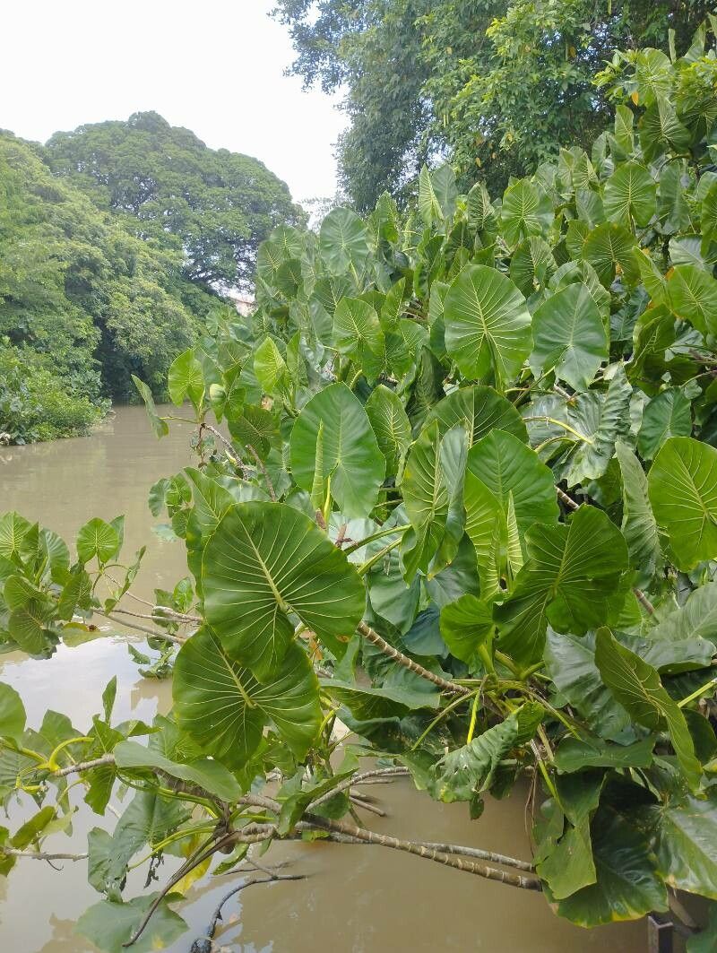 Montrichardia linifera — related species from the same genus