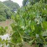 Montrichardia linifera