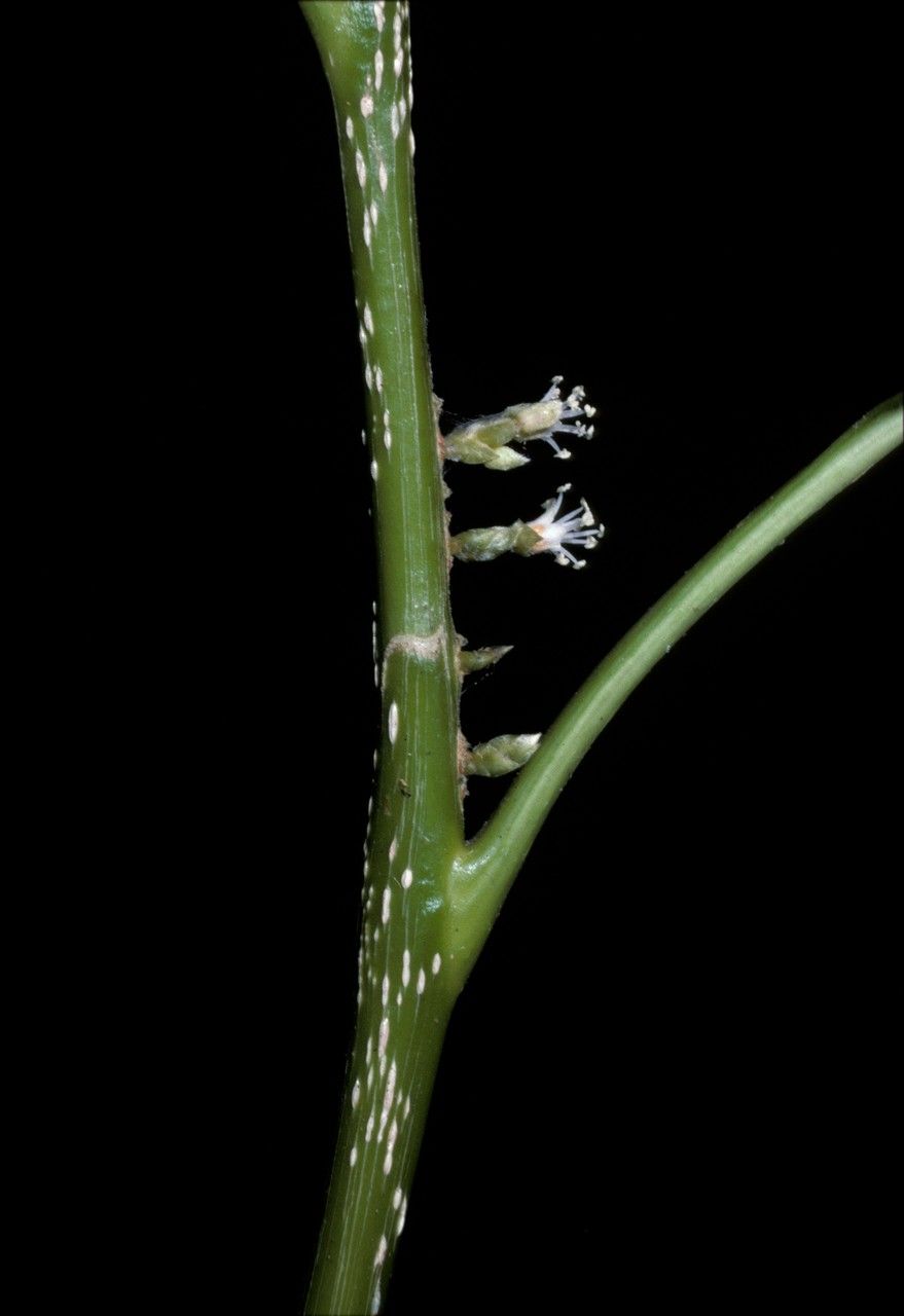 Agrostistachys indica — search result for 'Singapore'