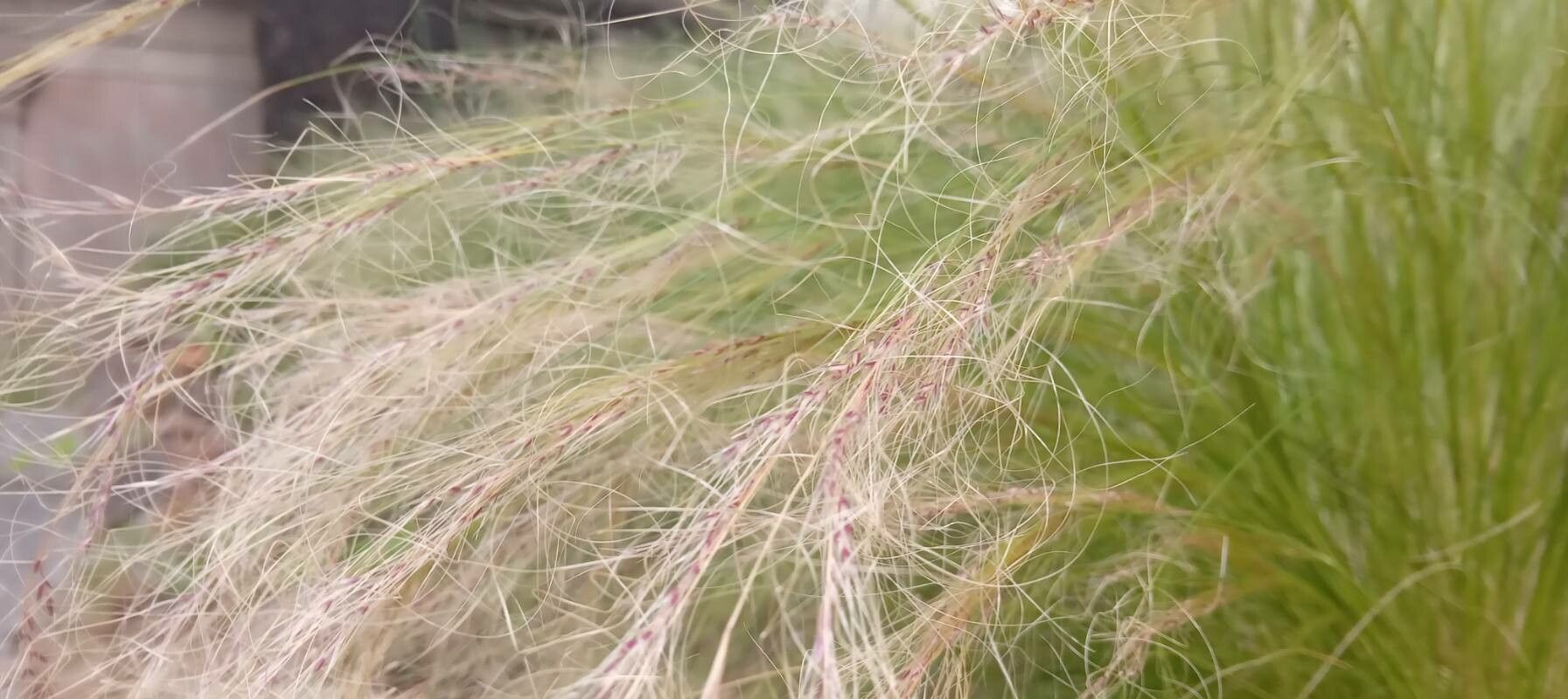 Nassella tenuissima fruit