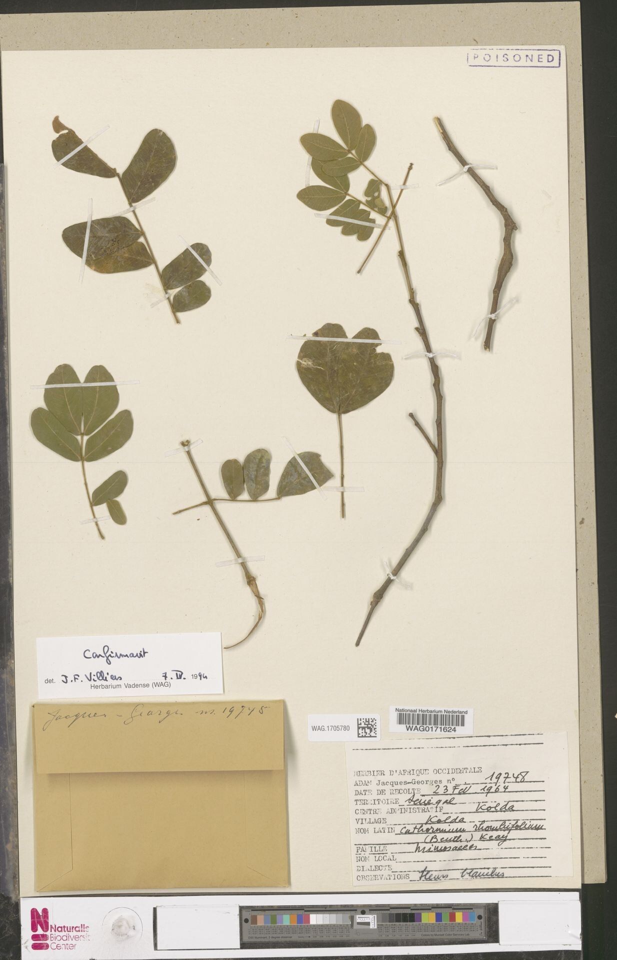 Albizia rhombifolia — houseplant care guide