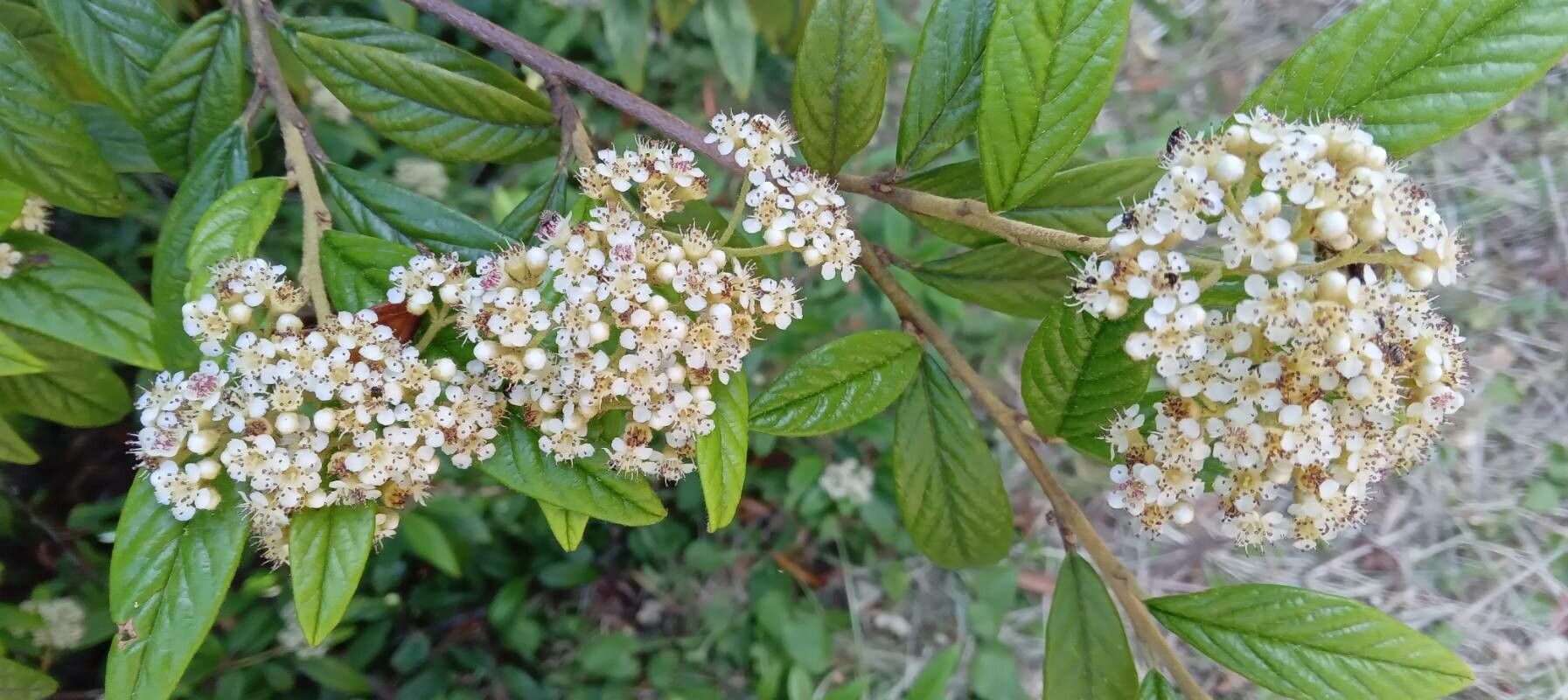 Cotoneaster salicifolius flower