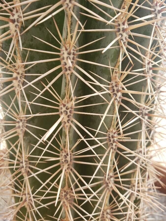 Carnegiea gigantea — loam houseplant