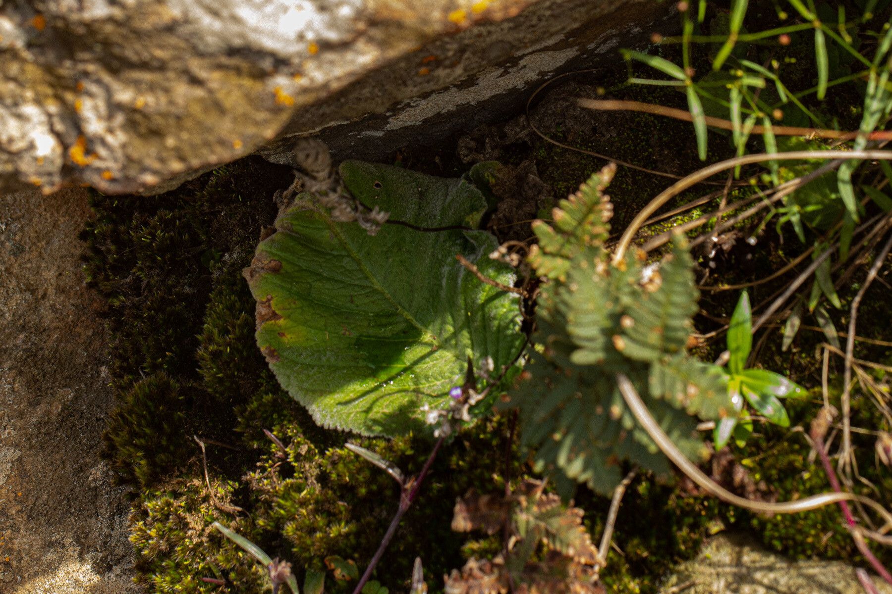 Streptocarpus bindseili leaf