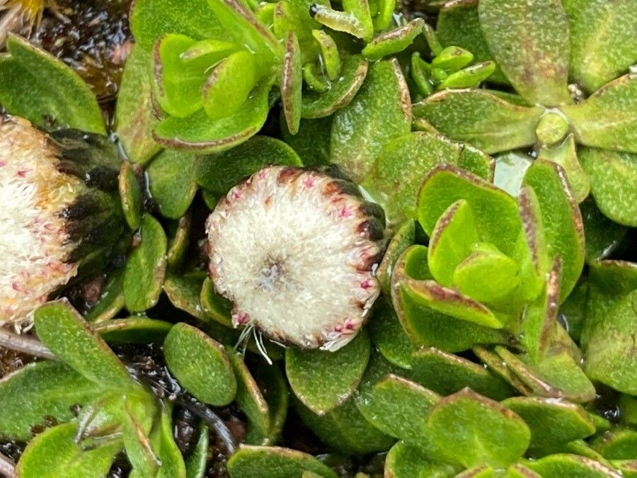 Baccharis alpina flower